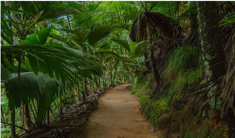 Praslin: Tour of the Vallee de Mai nature reserve