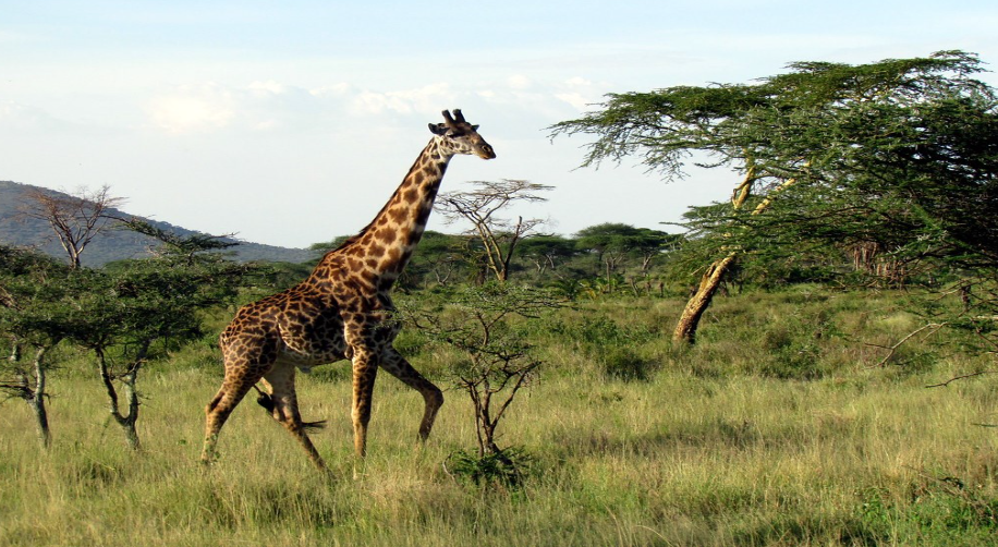Serengeti National Park Tour