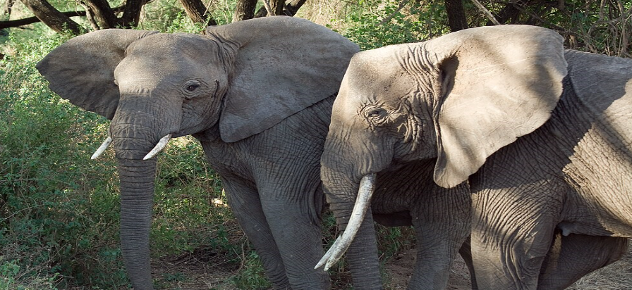 Visit Lake Manyara National Park