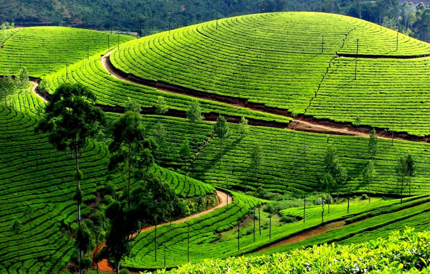 Munnar / Thekkady