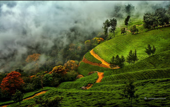 Vagamon / Munnar / Kochi